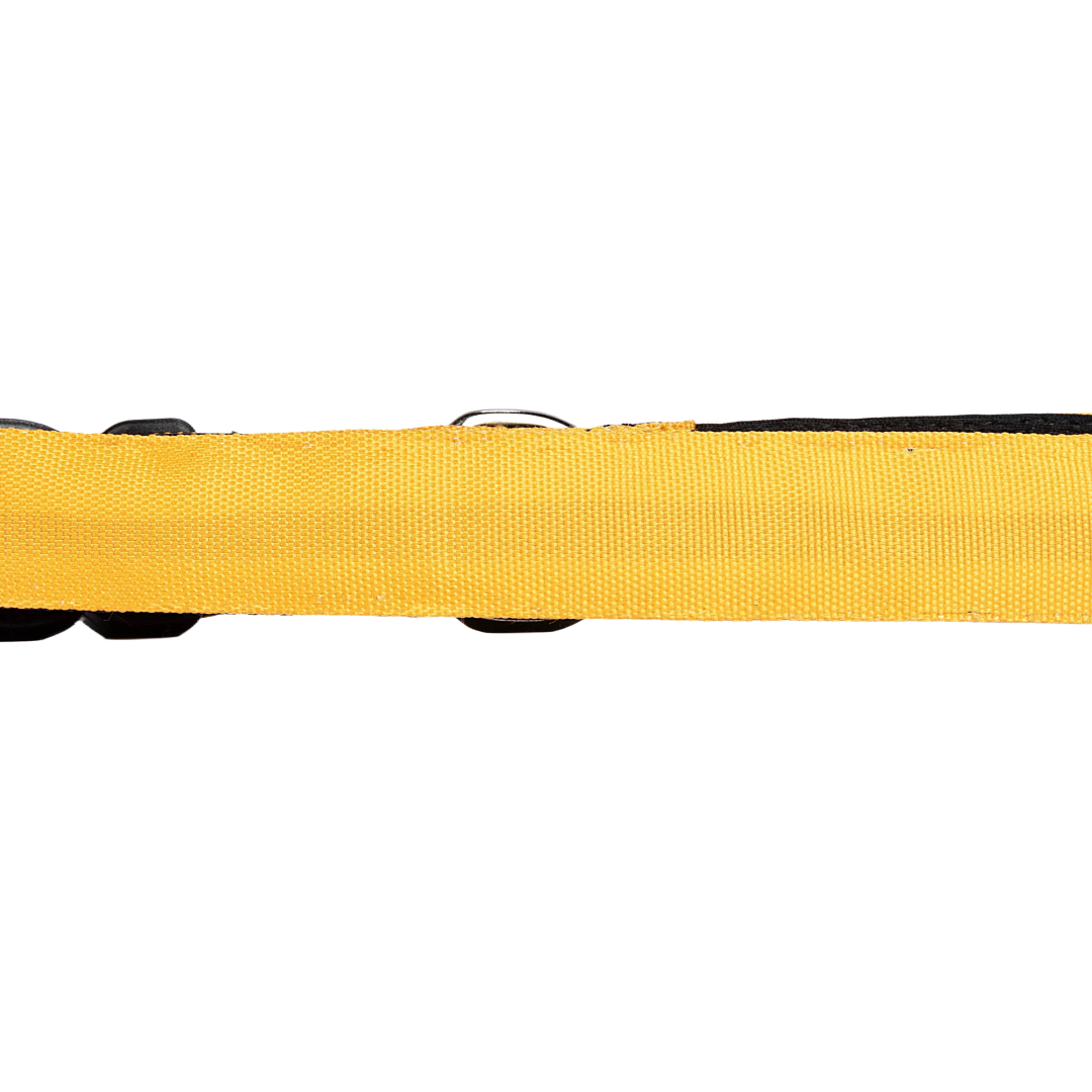Dog Collars Butterscotch Yellow